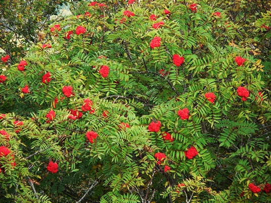 {Sorbus americana}
